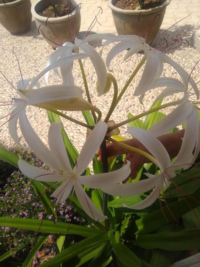 Flor De Mandacaru Pousada Boqueirao  Bagian luar foto